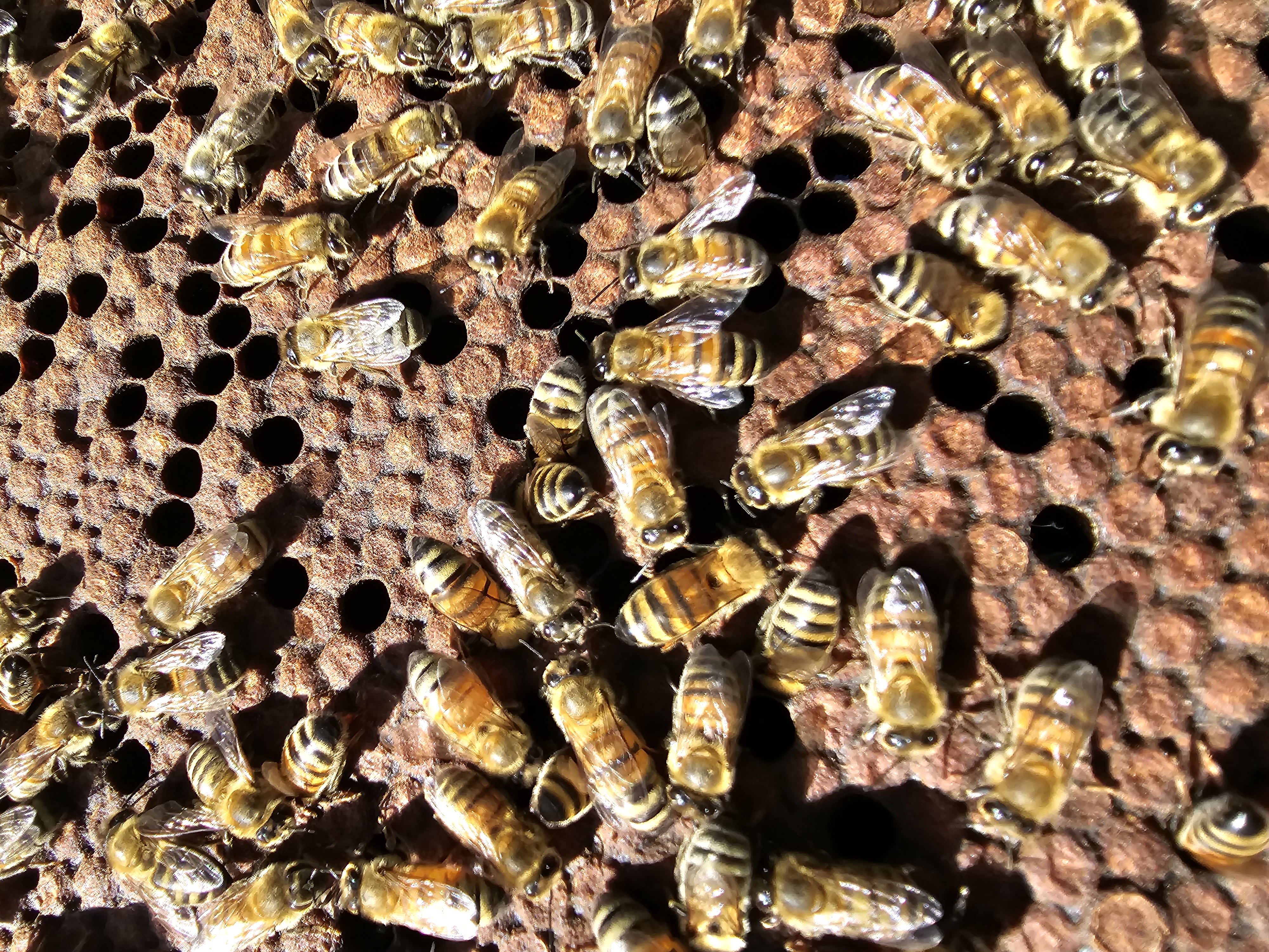 Youth participating in a beekeeping training session, inspecting a hive.
