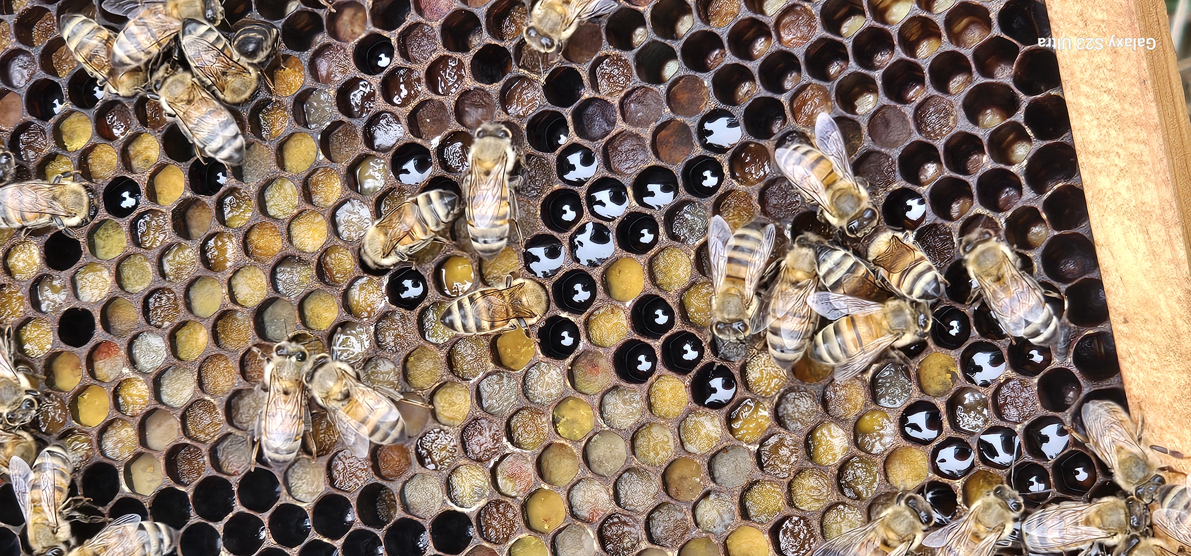 Several jars of 'Bee the Future Honey' neatly arranged.