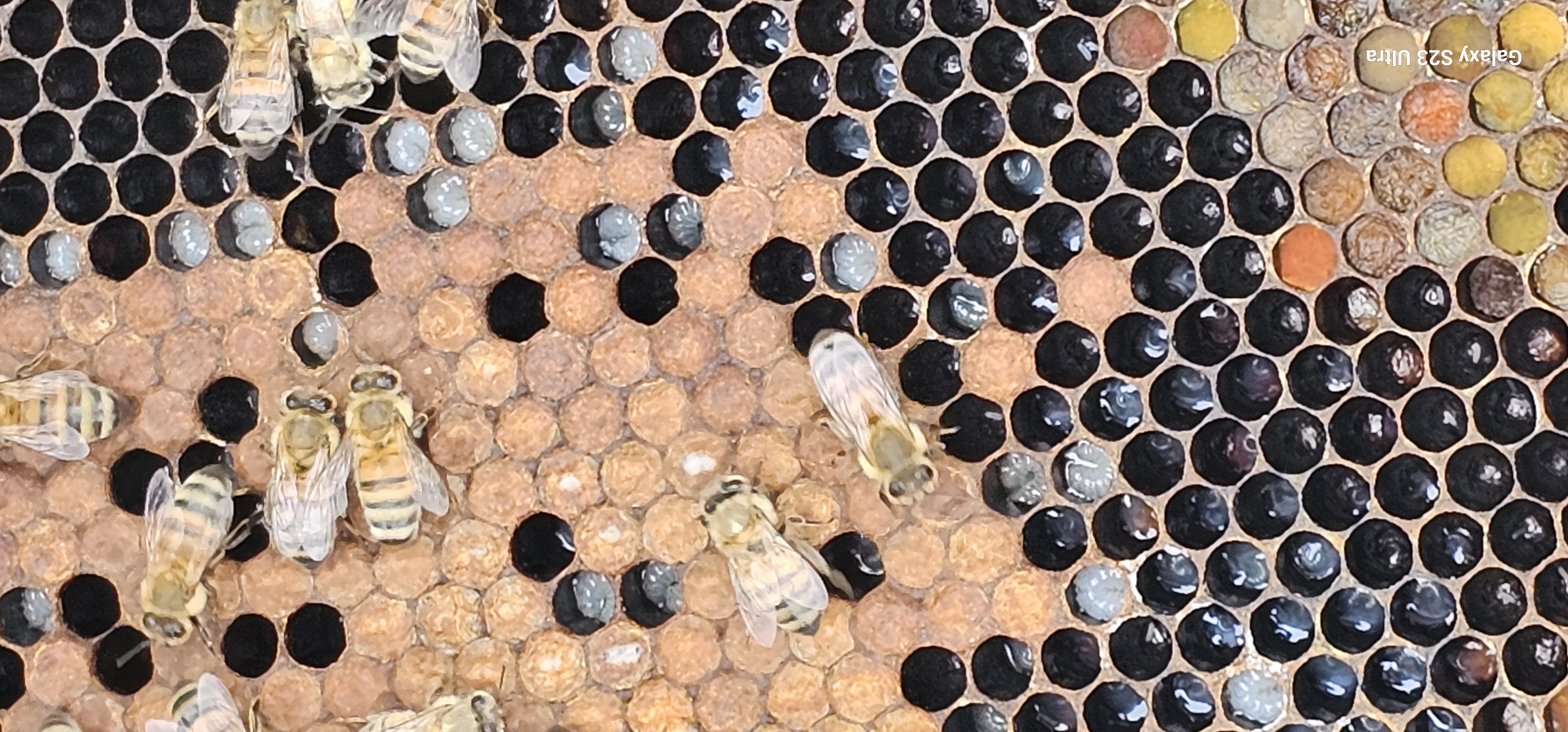 A vibrant garden filled with pollinator-friendly flowers, with bees buzzing.