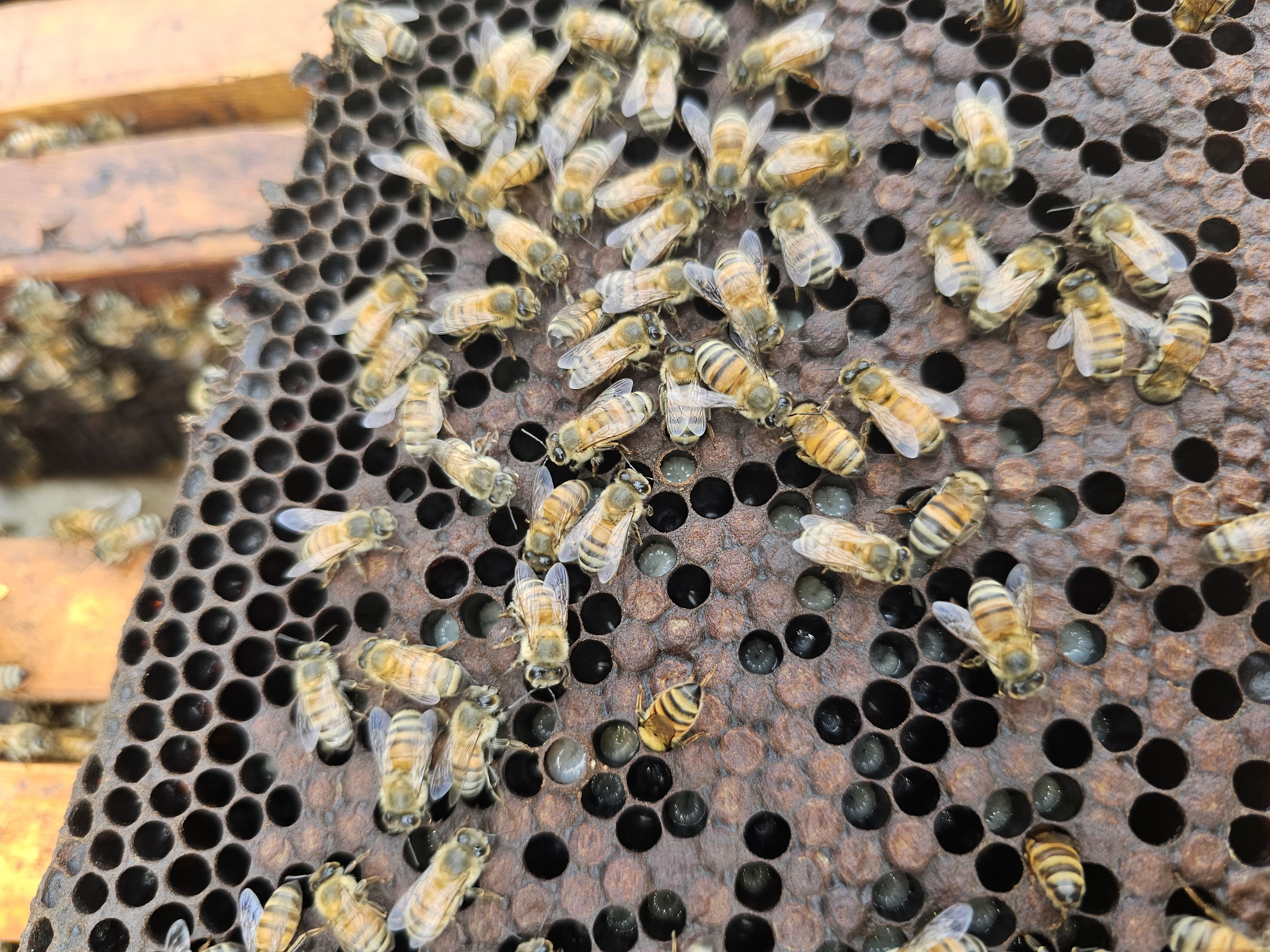 An expansive view of an apiary with multiple beehives in a natural landscape.