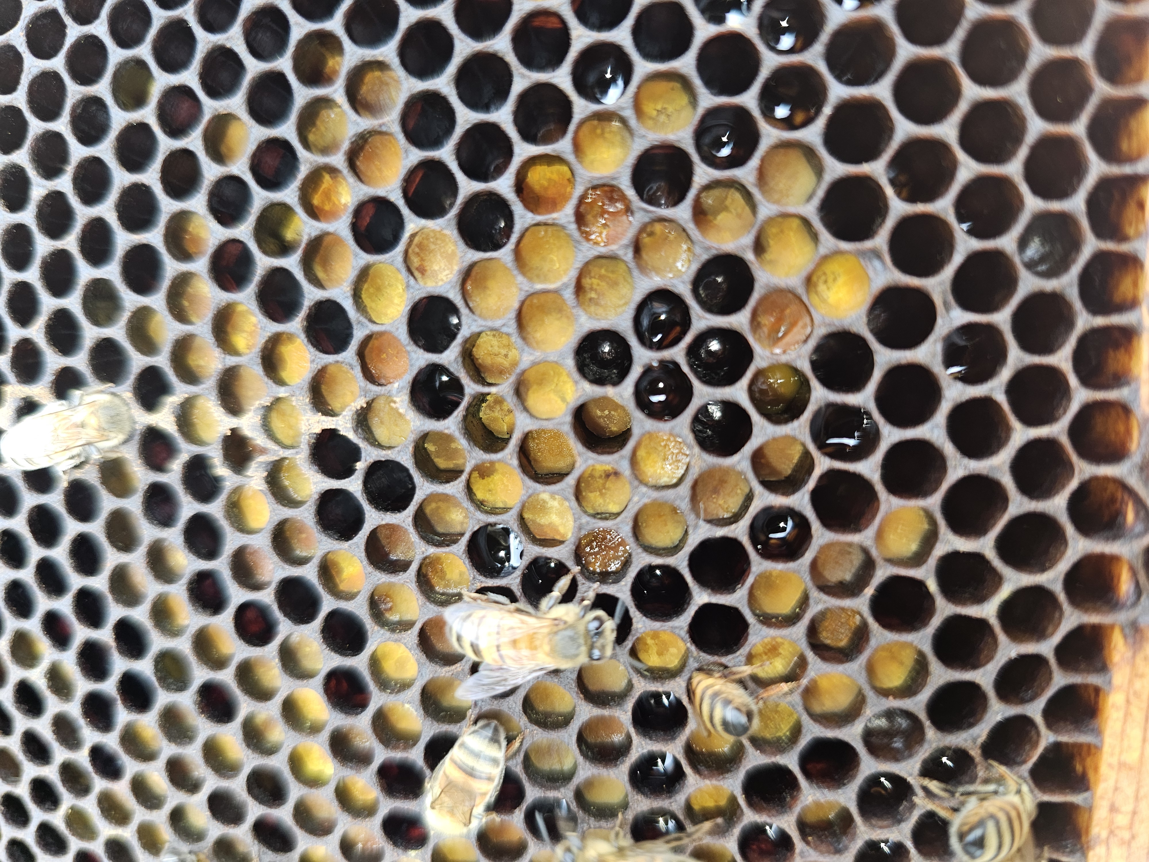 An instructor leading a beekeeping workshop with engaged youth participants.