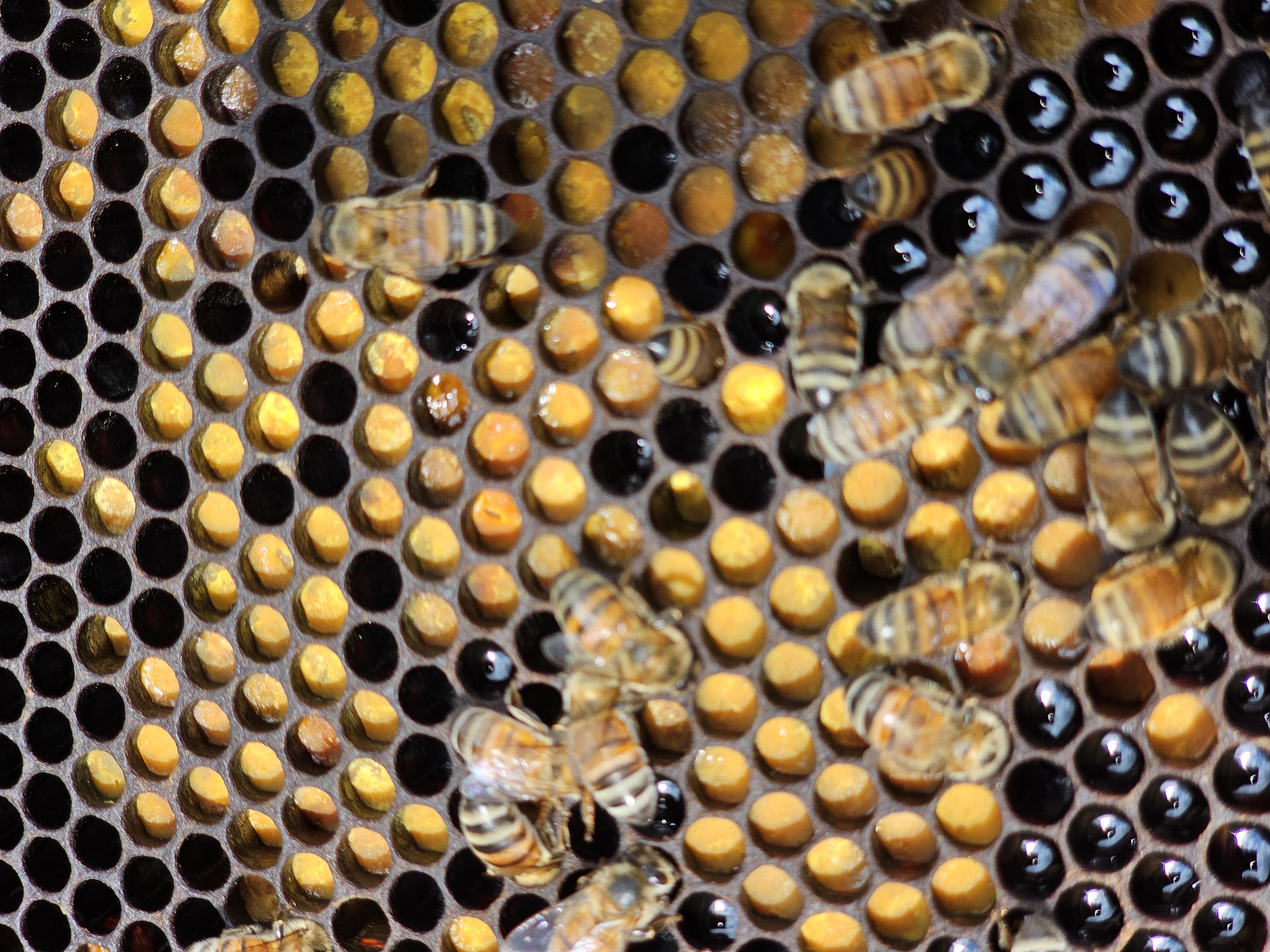 A bustling honey sale event with 'Bee the Future' products on display.